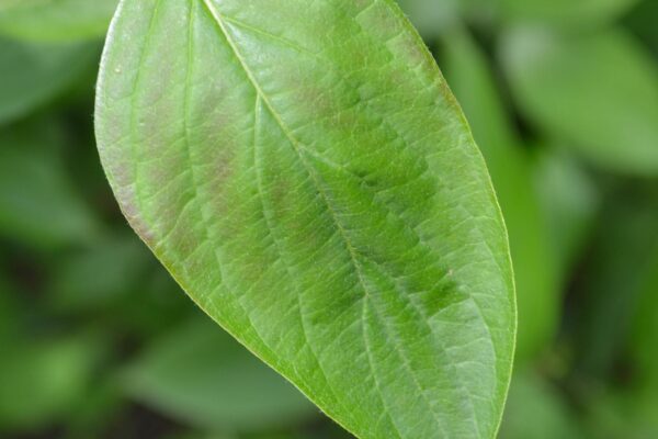 Cornus amomum - Leaf