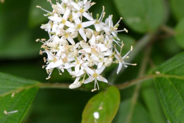 Cornus amomum - Flower