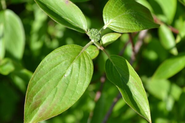 Cornus amomum - Leaf Bud