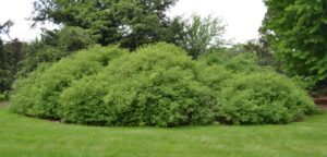 Cornus amomum - Overall Habit