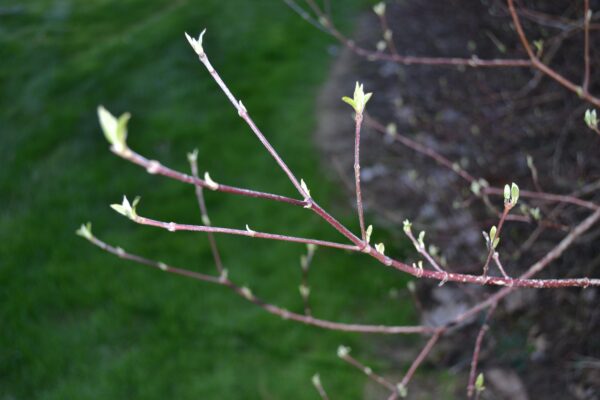 Cornus amomum - Bark and Leaf Buds
