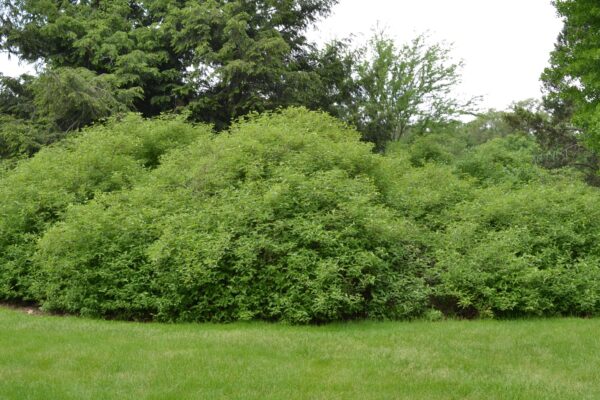 Cornus amomum - Overall Habit