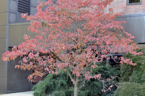 Cornus florida - Fall Color