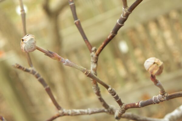 Cornus florida - Twig and Buds