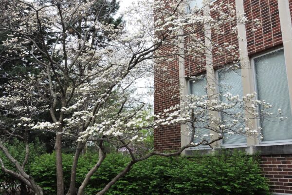 Cornus florida - Flowering Habit