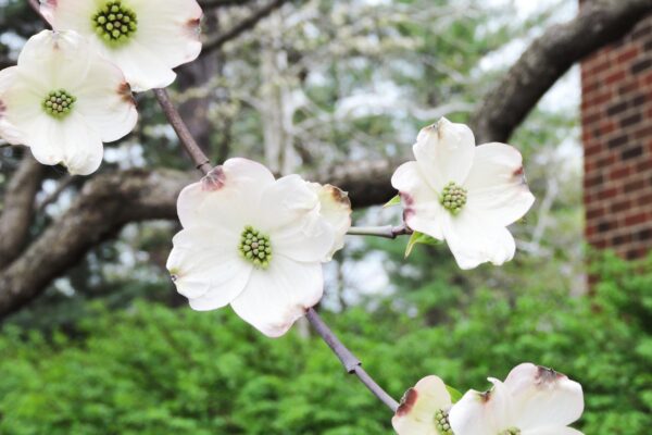 Cornus florida - Flowers