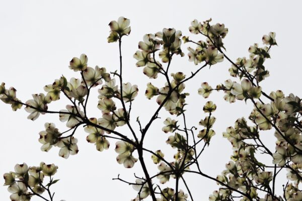 Cornus florida - Flower Canopy