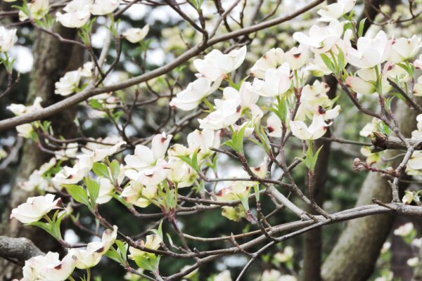 Cornus florida - Flowers