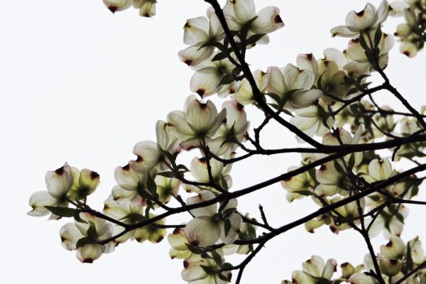 Cornus florida - Flowers