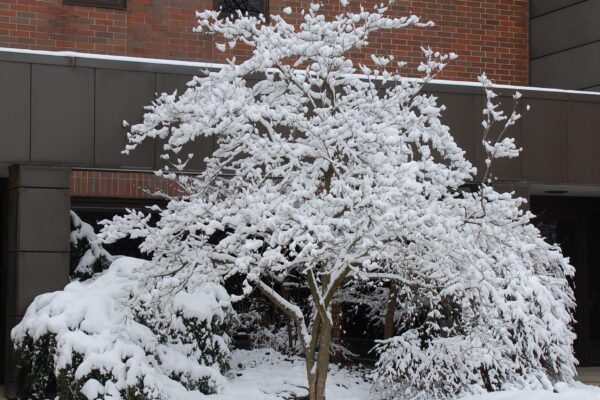 Cornus florida - Winter Interest