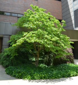 Cornus florida - Habit