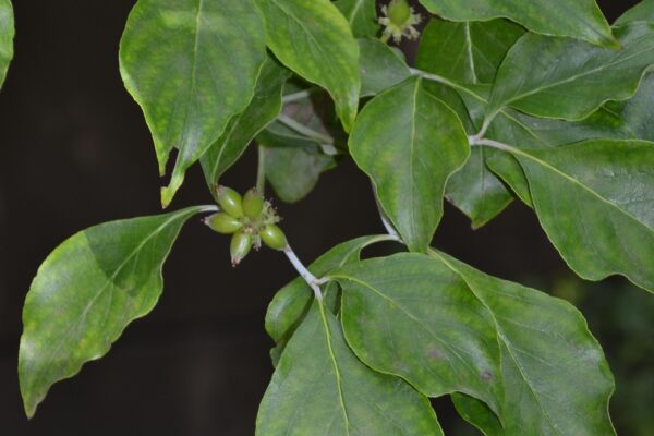 Cornus florida - Foliage