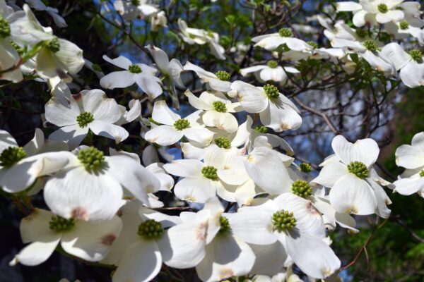 Cornus florida - Flowers