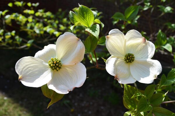 Cornus florida - Flowers