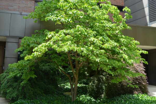 Cornus florida - Habit