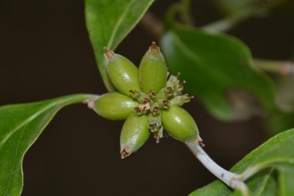Cornus florida - Unripe Fruit