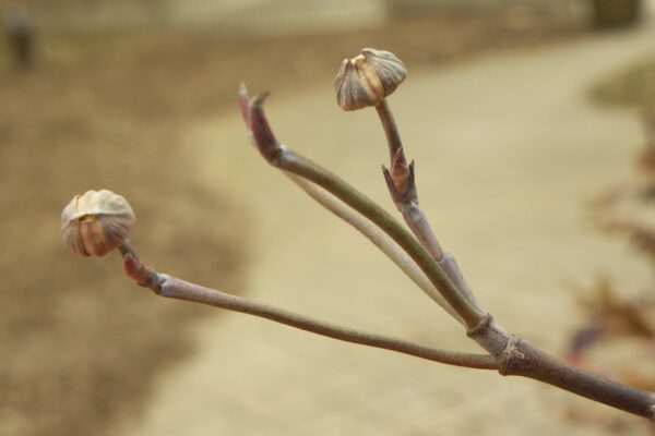 Cornus florida - Buds