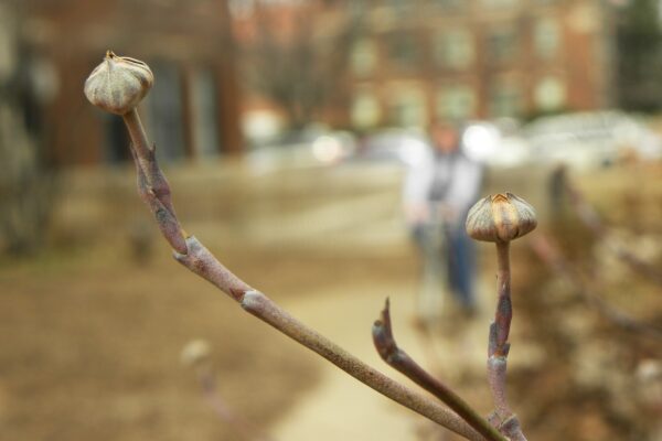 Cornus florida - Buds