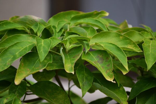 Cornus florida ′Autumn Gold′ - Foliage