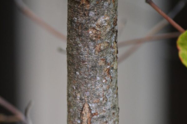 Cornus florida ′Autumn Gold′ - Bark