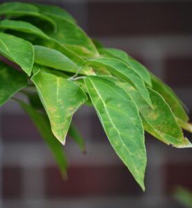 Cornus florida ′Autumn Gold′ - Leaves