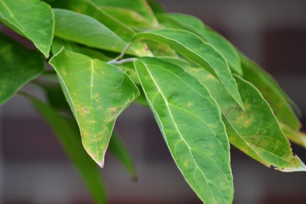 Cornus florida ′Autumn Gold′ - Leaves