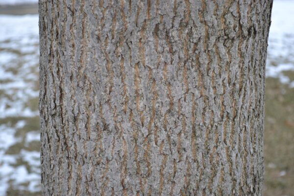 Acer glabrum - Bark