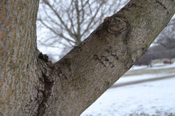 Acer glabrum - Bark