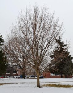 Acer glabrum - Winter Habit