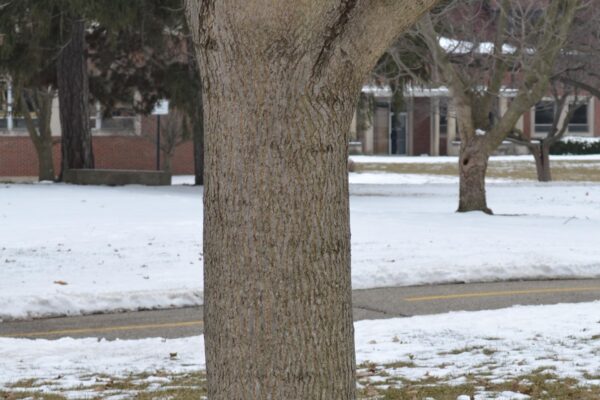 Acer glabrum - Trunk