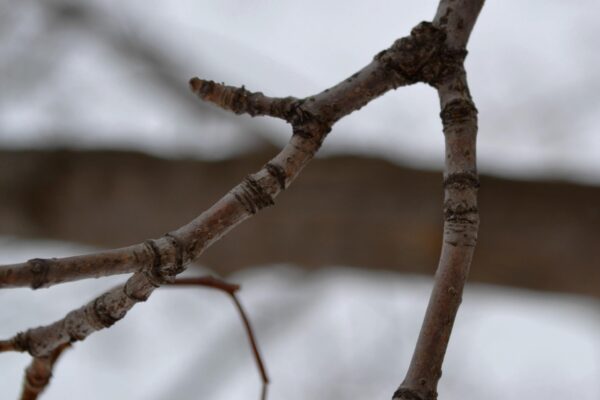 Acer glabrum - Twig