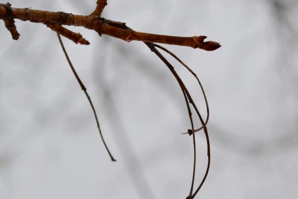 Acer glabrum - Buds