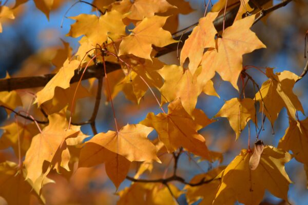 Acer glabrum - Fall Foliage