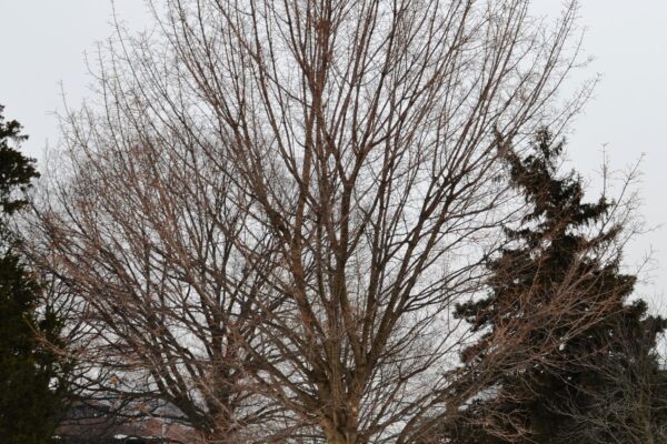 Acer glabrum - Winter Habit