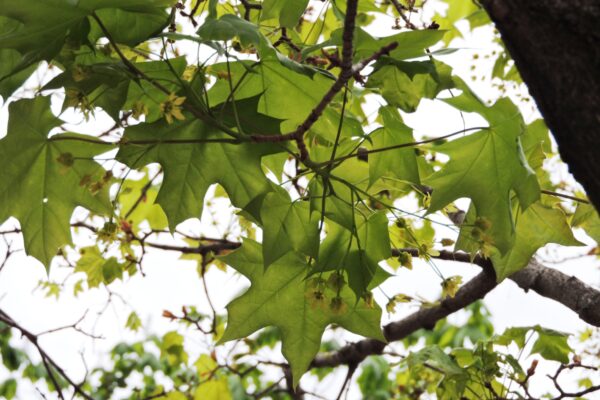 Acer glabrum - Foliage