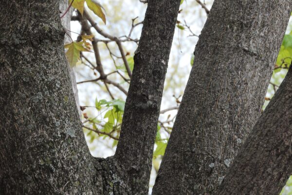 Acer glabrum - Bark