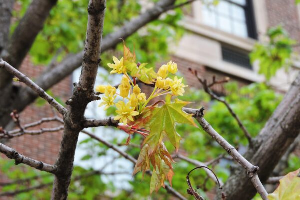 Acer glabrum - Flowers