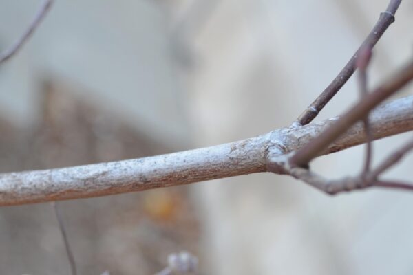 Cornus florida ′Cherokee Princess′ - Bark