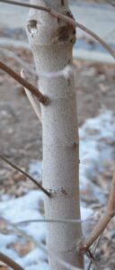 Cornus florida ′Cherokee Princess′ - Bark