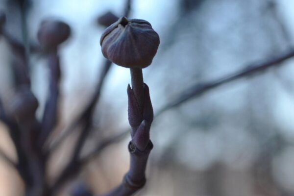 Cornus florida ′Cherokee Princess′ - Buds
