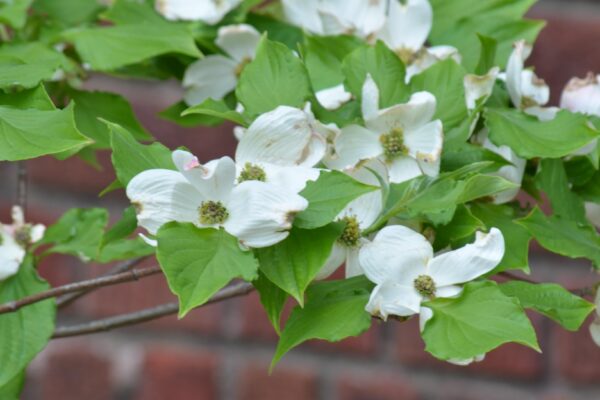 Cornus florida ′Cherokee Princess′ - Flowers
