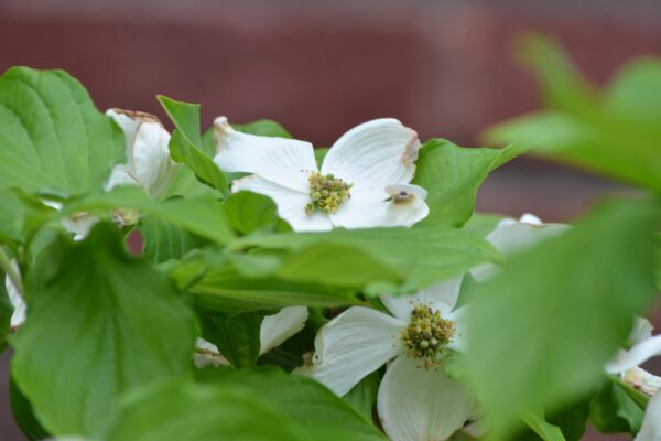 Cornus florida ′Cherokee Princess′ - Flower