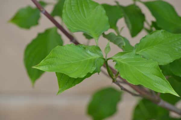 Cornus florida ′Cherokee Princess′ - Leaves