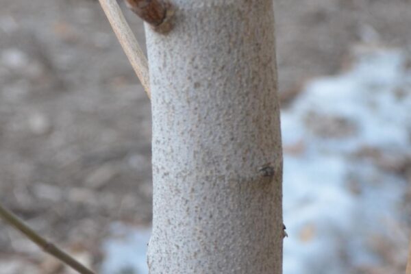 Cornus florida ′Cherokee Princess′ - Bark