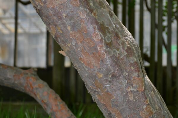 Cornus kousa - Bark