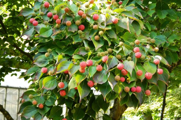 Cornus kousa - Tree with Fruit