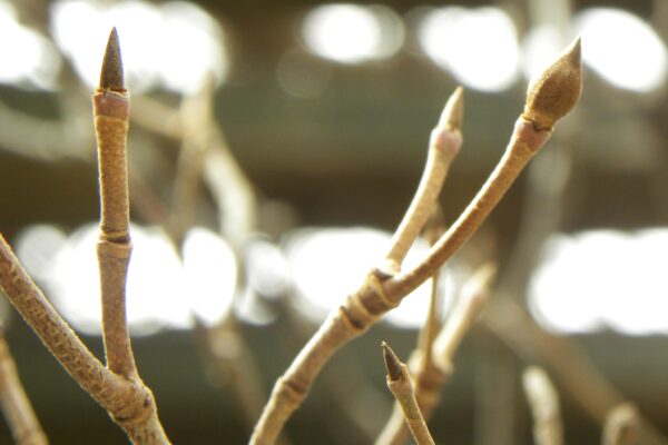 Cornus kousa - Buds