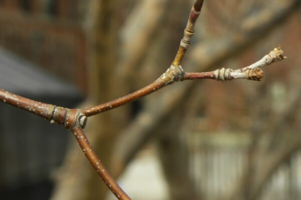 Cornus kousa - Buds