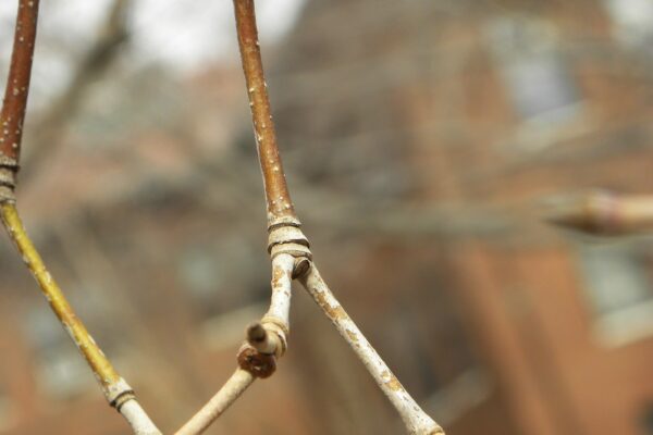 Cornus kousa - Twig