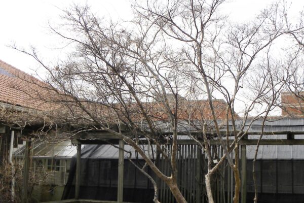 Cornus kousa - Winter Habit